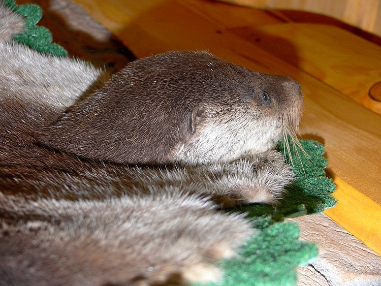 18a