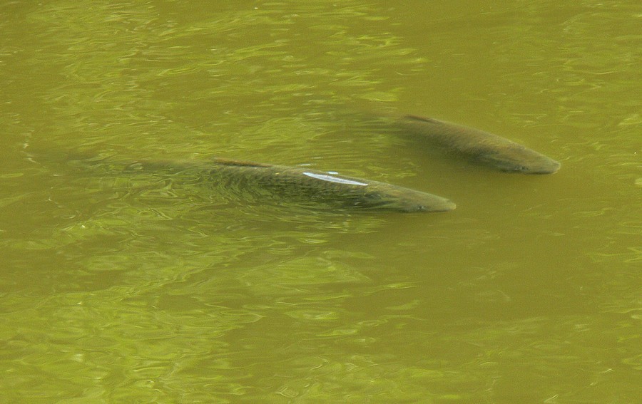 30a